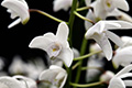 Dendrobium x delicatum