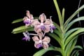 Vanda Arjuna