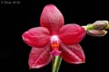 Phalaenopsis MIVA Orchidouxdingues