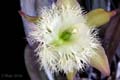 Rhyncholaelia didgbyana