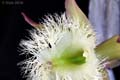 Rhyncholaelia didgbyana