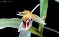 Coelogyne fimbriata 