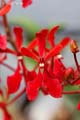 Renanthera philippinensis 