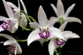 Dendrobium kingianum