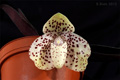 Paphio bellatulum