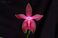 Phalaenopsis Corning s Violet