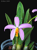 Laelia lucasiana
