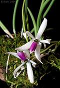 Leptotes bicolor