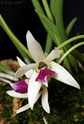 Leptotes bicolor