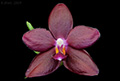 Phalaenopsis MIVA Orchidouxdingues