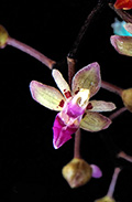Cleisostoma sagittiforme