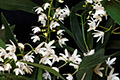 Dendrobium x delicatum