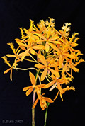 Epidendrum