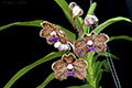 Vanda Arjuna