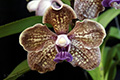 Vanda Arjuna