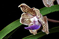 Vanda Arjuna