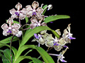 Vanda Arjuna