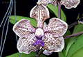 Vanda Arjuna