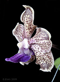 Vanda Arjuna