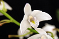 Dendrobium x delicatum