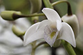 Dendrobium x delicatum